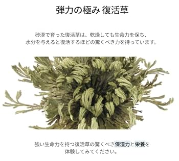 Amazon.co.jp: Abib アビブ [復活草 企画セット : セラム50ml +